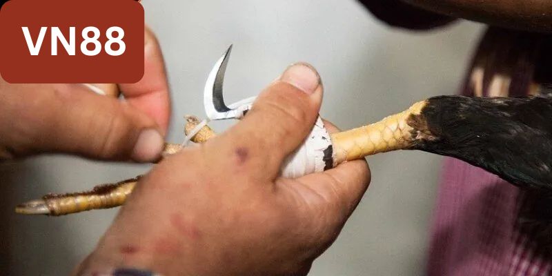 Cách lên cựa gà đúng chuẩn giúp tránh bị thương