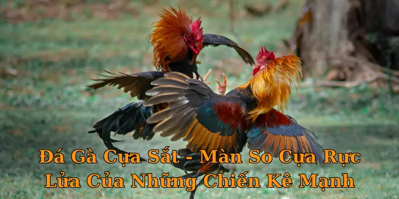 Đá Gà Cựa Sắt – Màn So Găng Rực Lửa Của Những Chiến Kê